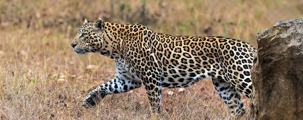 leopard 